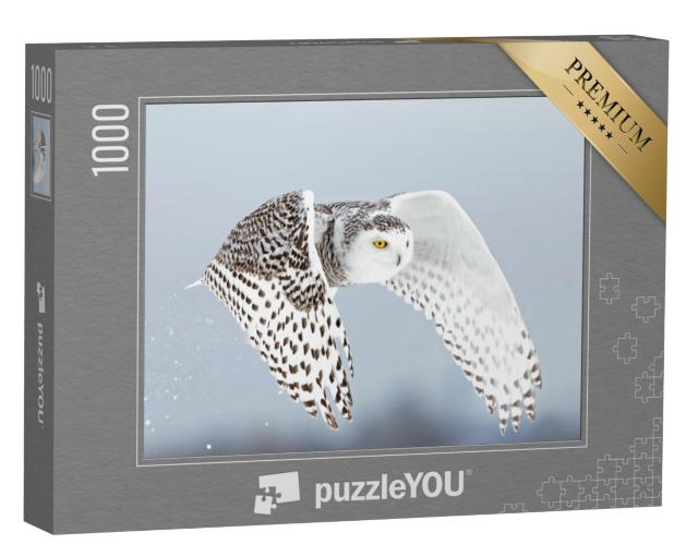 Puzzel 1000 stukjes „Sneeuwuil, Bubo scandiacus, Ottawa, Canada“