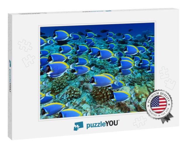 School of Powder Blue Tang in the Coral Reef... Jigsaw Puzzle