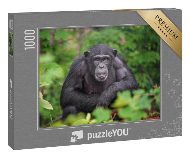Puzzle 1000 Teile „Gehege mit Schimpansen“