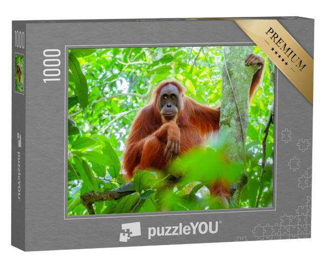 Puzzel 1000 stukjes „Vrouwelijke orang-oetan zittend op een boomstam, Indonesië“