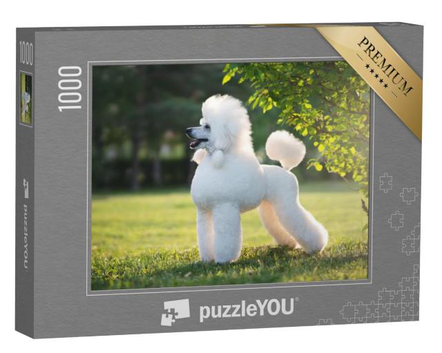 Puzzel 1000 stukjes „Portret van de witte koningspoedel“