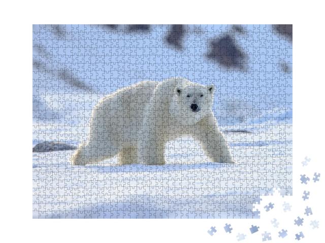 Puzzle 1000 Teile „Ein Eisbär, Ursus maritimus“