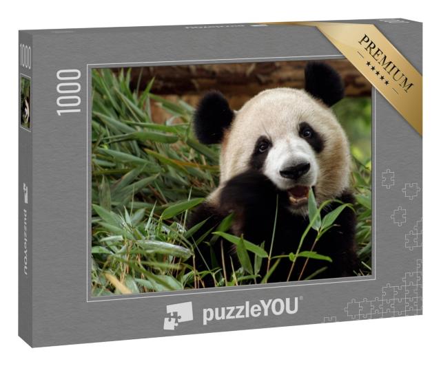 Puzzle 1000 Teile „Großer Panda genießt seine Bambus-Mahlzeit“