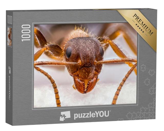 Puzzel 1000 stukjes „Kleine rode mier in close-up“