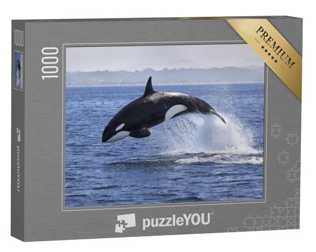 Puzzel 1000 stukjes „Orcinus orka, orka, springt uit het water“