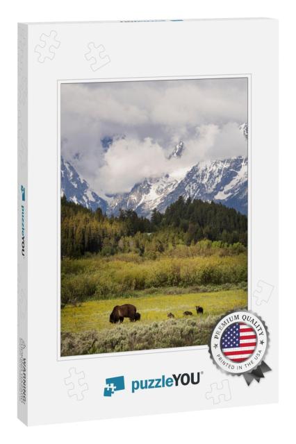 Usa, Wyoming, Grand Teton National Park. Female Grizzly B... Jigsaw Puzzle