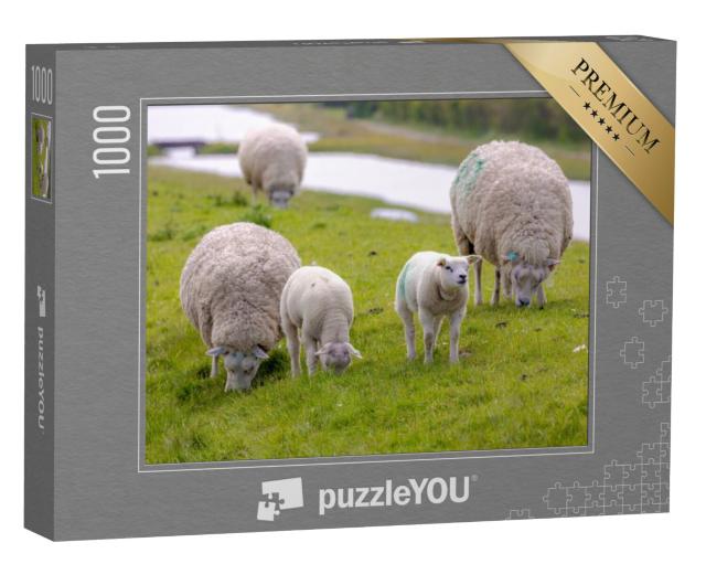 Puzzel 1000 stukjes „Typisch voorjaarslandschap van het eiland Texel, kudde makke schapen met pasgeboren lammeren“