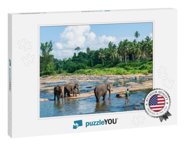 Group of Wild Elephant in Pinnawala Village of Sri Lanka... Jigsaw Puzzle