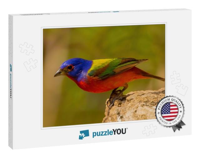 Painted Bunting is Americas Most Beautiful Songbird... Jigsaw Puzzle