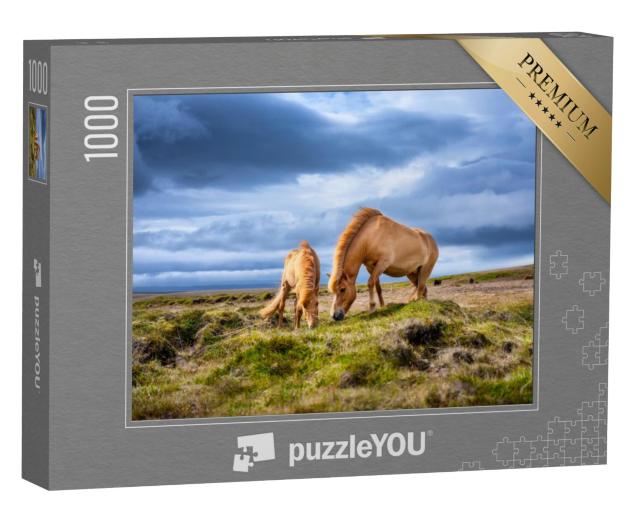 Puzzel 1000 stukjes „IJslandse paarden op de Westfjord in IJsland“