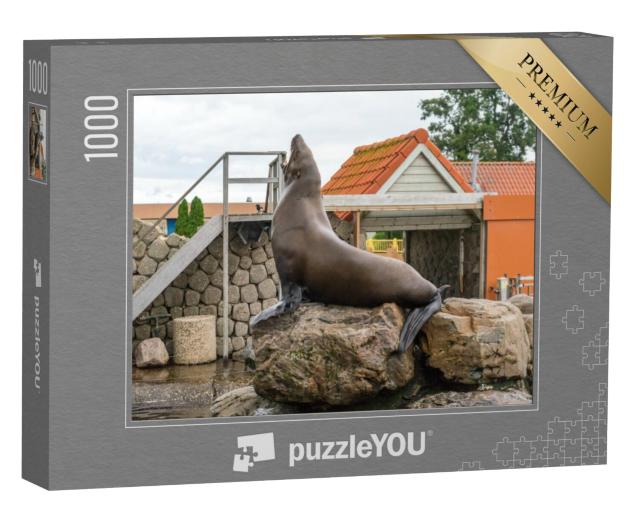 Puzzel 1000 stukjes „Nederland, Harderwijk, Dolfinarium, Zeehonden op een rots, Europa“