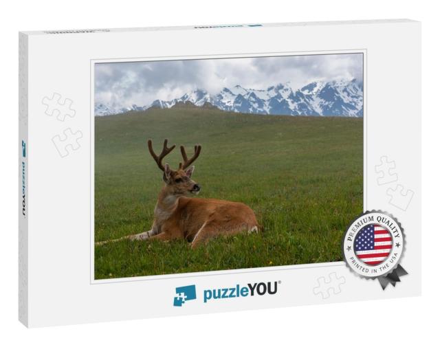 Usa, Washington State, Olympic National Park. Resting Bla... Jigsaw Puzzle