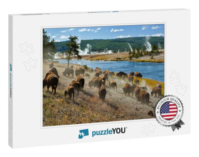 A Herd of Bison Moves Quickly Along the Firehole River in... Jigsaw Puzzle