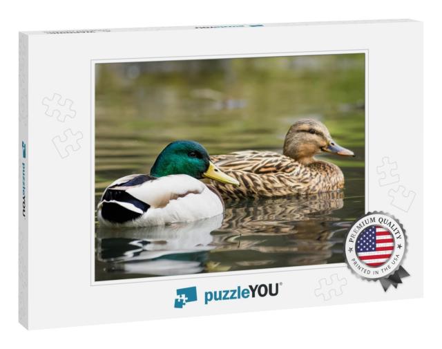 Male & Female Mallard Duck Swimming on a Pond with Green... Jigsaw Puzzle