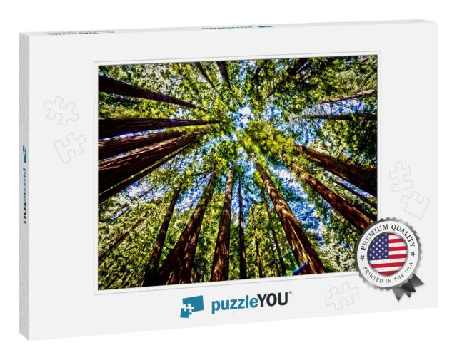 Sequoia Forest from Below... Jigsaw Puzzle