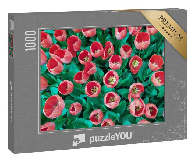 Puzzle 1000 Teile „Pfirsichfarbene Tulpen mit grünen Blättern, Tulpenfeld“