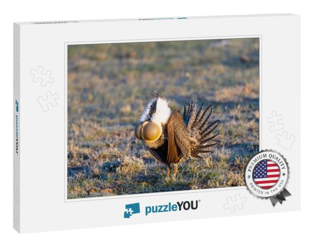 Greater Sage-Grouse Male Courtship Display... Jigsaw Puzzle