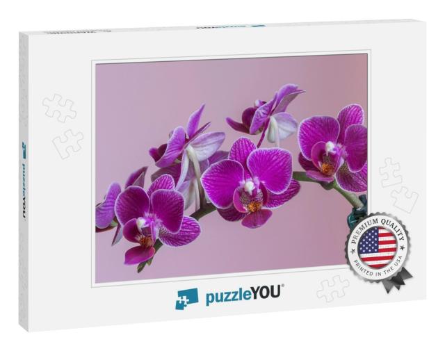 Moth Orchid Phalaenopsis Amabilis. Beautiful Purple Orchi... Jigsaw Puzzle