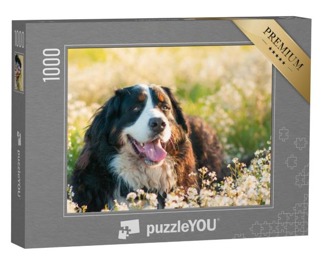 Puzzel 1000 stukjes „Berner Sennenhond op de bloemenweide“