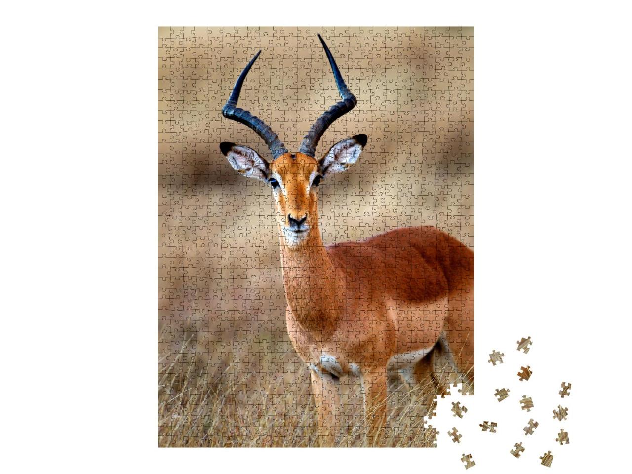 Puzzle 1000 Teile „Impala: ein Männchen im Kruger Nationalpark, Südafrika“