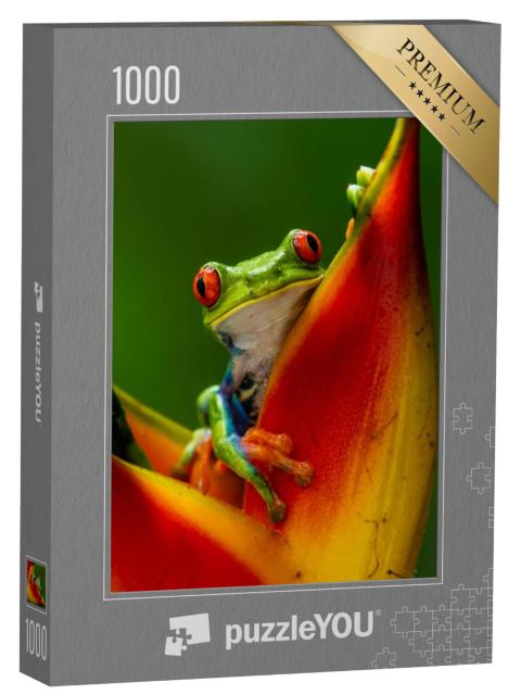 Puzzel 1000 stukjes „Roodoogmakikikker op een tropische bloem“