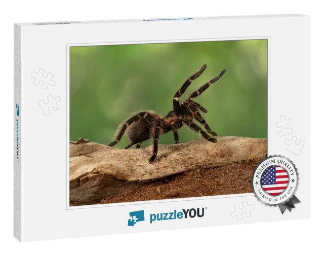 Closeup Female of Spider Tarantula Lasiodora Parahybana i... Jigsaw Puzzle