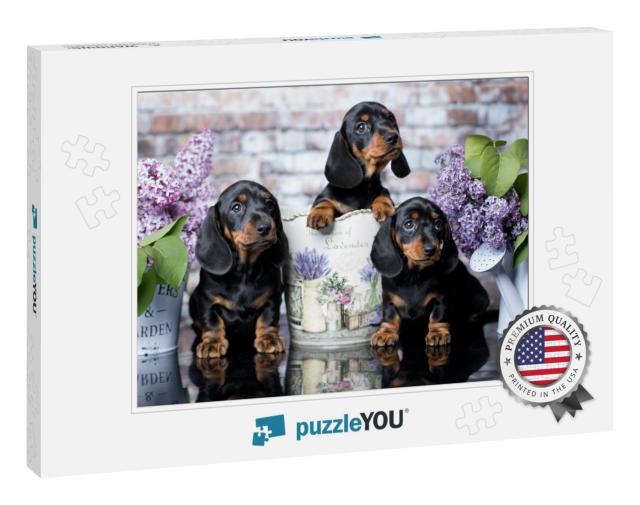 Portrait of a Beautiful Puppy Breed of Dachshund... Jigsaw Puzzle