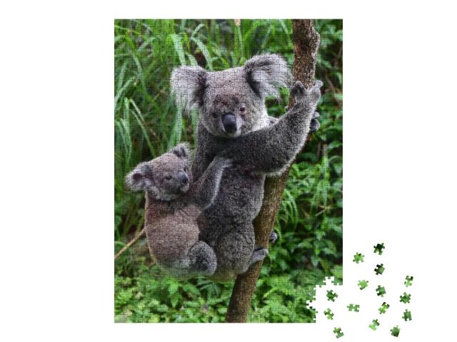 Puzzle 1000 Teile „Koala-Baby auf dem Rücken seiner Mutter im Zoo von Taipeh, Taiwan“