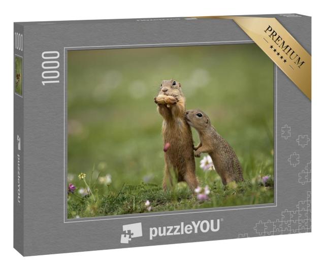 Puzzle 1000 Teile „ Erdhörnchen in der Nähe auf einer Sommerwiese mit Gras“
