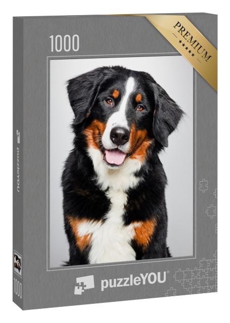 Puzzle 1000 Teile „Studio-Porträt von Berner Sennenhund“