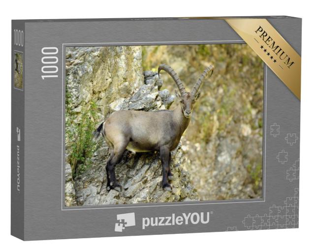 Puzzel 1000 stukjes „Steenbok staand op een rotswand“