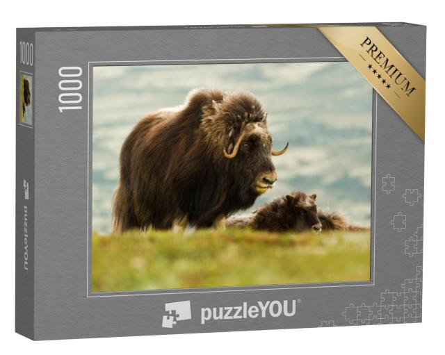 Puzzel 1000 stukjes „Muskusos met jong in Noorwegen“