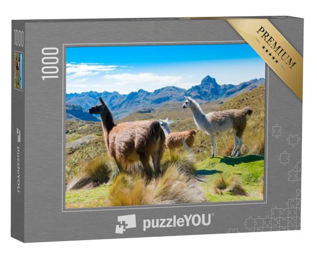 Puzzel 1000 stukjes „Lama's in Cajas Park Cuenca, Ecuador“