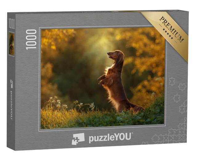 Puzzel 1000 stukjes „Een teckel tijdens een avondwandeling“