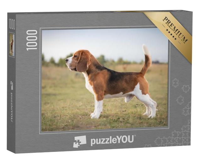 Puzzel 1000 stukjes „Een beagle, klaar om te jagen“