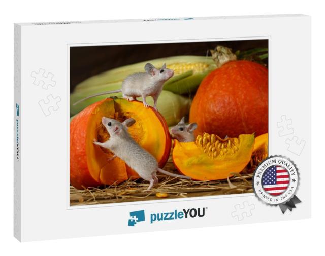 Close-Up Three Young Mice Climbs on Orange Pumpkin in the... Jigsaw Puzzle