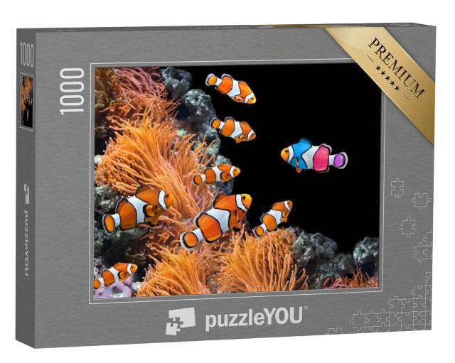 Puzzel 1000 stukjes „School standaard clownvissen en een kleurrijke vis“