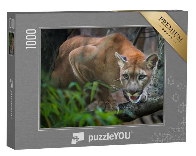 Puzzel 1000 stukjes „Een bergleeuw op jacht“