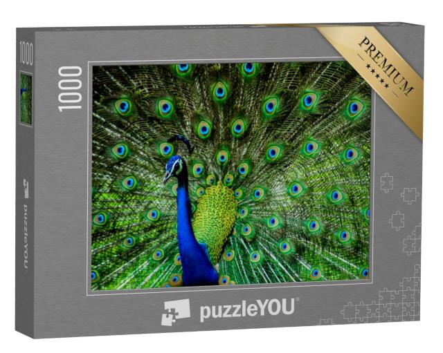 Puzzel 1000 stukjes „Indiase mannelijke pauw“