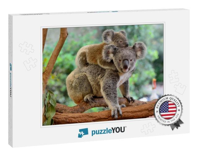 Mother Koala with Baby on Her Back, on Eucalyptus Tree... Jigsaw Puzzle