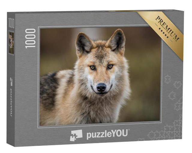 Puzzel 1000 stukjes „Portret van een grijze wolf, ook bekend als houtwolf“