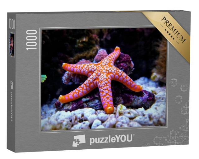 Puzzel 1000 stukjes „De witgevlekte, oranje Fromia-zeester“