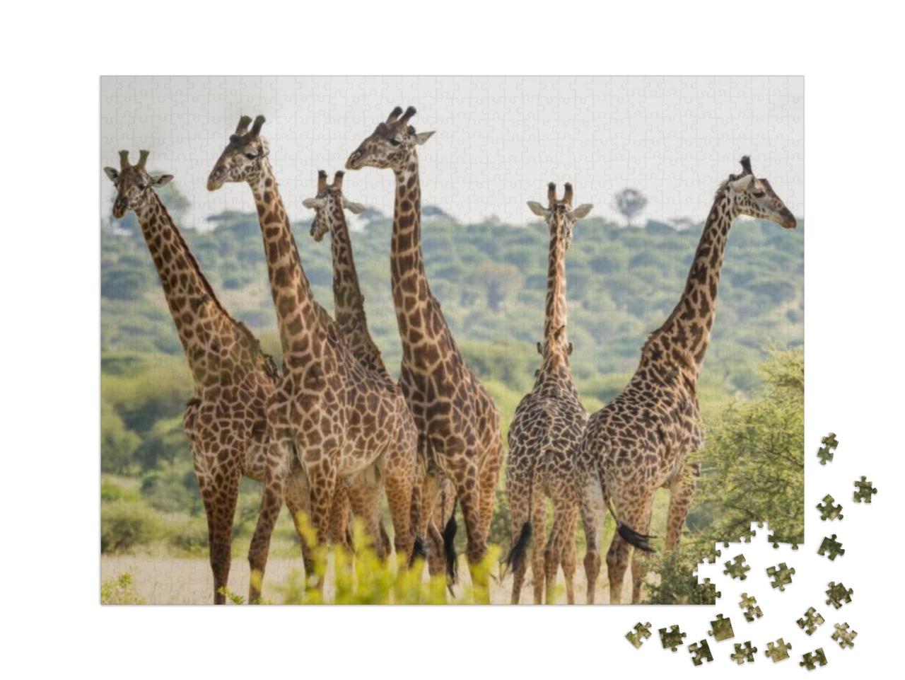 Puzzel 1000 stukjes „Kudde giraffen in het Tarangire National Park, Tanzania“