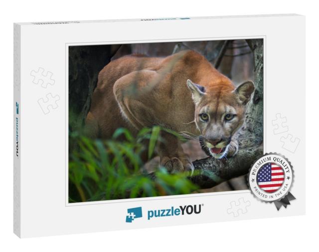 Mountain Lion Puma Prey on the Staring Twigs of the Fores... Jigsaw Puzzle