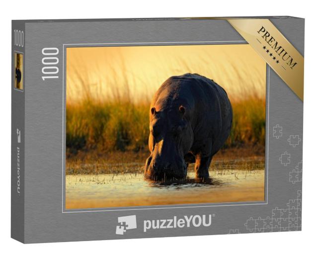 Puzzel 1000 stukjes „Afrikaans nijlpaard in het avondlicht, Botswana, Afrika“