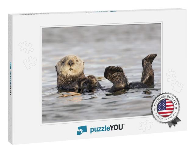 White Faced California Sea Otter Floating on His Back. Wa... Jigsaw Puzzle