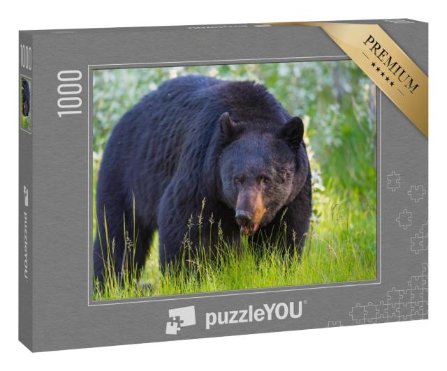 Puzzle 1000 Teile „Wilder Schwarzbär im Banff und Jasper National Park, Kanada“