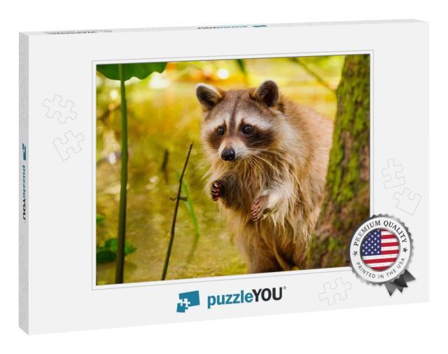 Rare Blonde Raccoon in a Swamp in Louisiana... Jigsaw Puzzle