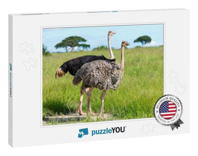 Pair of Ostriches, Tanzania, Africa... Jigsaw Puzzle