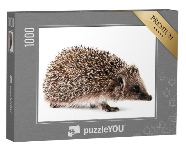 Puzzel 1000 stukjes „Close-up van een egel op een witte achtergrond“